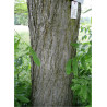 PTEROCARYA fraxinifolia