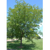 GLEDITSIA triacanthos SKYLINE