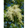 FRAXINUS ornus LOUISA LADY