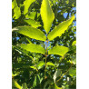 FRAXINUS pennsylvanica CIMMARON