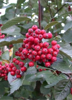 SORBUS aria MAGNIFICA