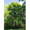 SORBUS torminalis