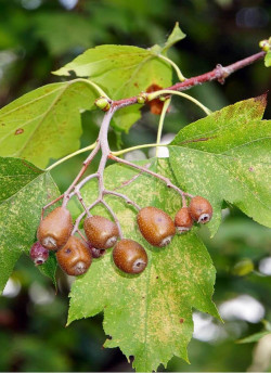 SORBUS torminalis