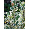 BETULA nigra SHILOH SPLASH