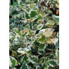 BETULA nigra SHILOH SPLASH