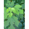 BROUSSONETIA papyrifera