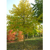 BROUSSONETIA papyrifera