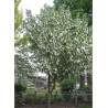 DAVIDIA involucrata VILMORINIANA