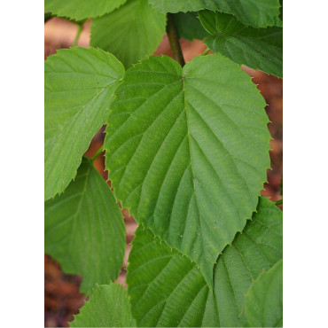DAVIDIA involucrata VILMORINIANA