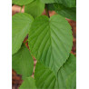 DAVIDIA involucrata VILMORINIANA