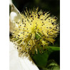 DAVIDIA involucrata VILMORINIANA