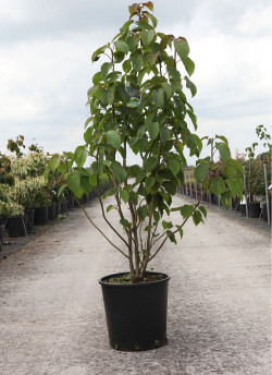 DAVIDIA involucrata VILMORINIANA En pot de 15-20 litres buisson hauteur 100-125 cm
