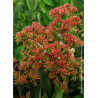 HEPTACODIUM miconioides TIANSHAN