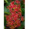 HEPTACODIUM miconioides TIANSHAN