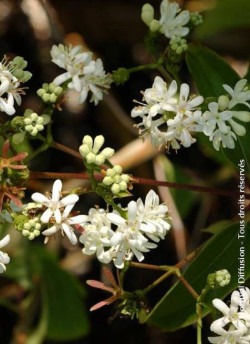 arbre-aux-sept-fleurs-heptacodium-miconioides-1.jpg