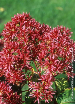 arbre-aux-sept-fleurs-heptacodium-miconioides.jpg