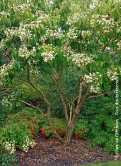 arbre-aux-sept-fleurs-heptacodium-miconioides-3.jpg