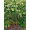 HEPTACODIUM miconioides
