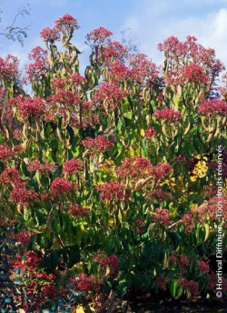 arbre-aux-sept-fleurs-heptacodium-miconioides-2.jpg