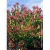 HEPTACODIUM miconioides