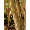HEPTACODIUM miconioides