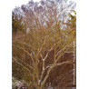 HEPTACODIUM miconioides