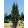 CARPINUS betulus FRANS FONTAINE