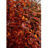 CARPINUS betulus ORANGE RETZ