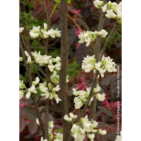 CERCIS canadensis ROYAL WHITE CERCIS canadensis ROYAL WHITE
