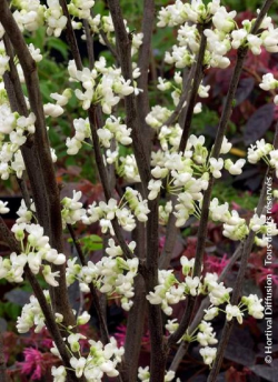 CERCIS canadensis ROYAL WHITE