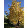 BETULA verrucosa DALECARLICA
