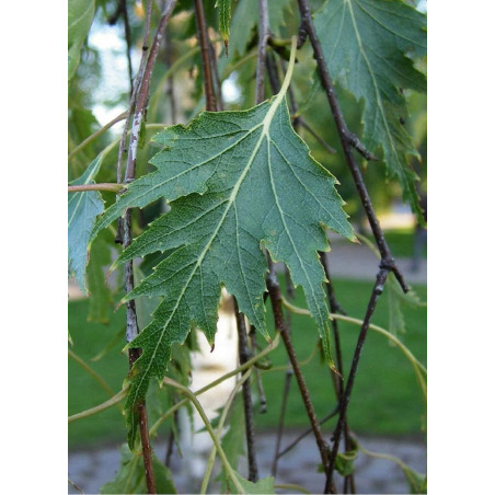 BETULA verrucosa DALECARLICA BETULA verrucosa DALECARLICA