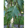 BETULA verrucosa DALECARLICA
