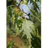 BETULA verrucosa DALECARLICA