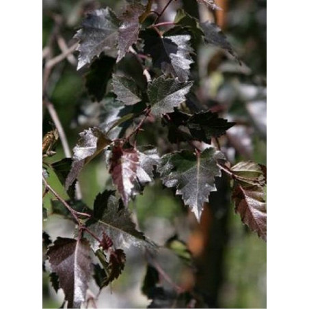 BETULA verrucosa PURPUREA BETULA verrucosa PURPUREA