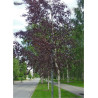 BETULA verrucosa PURPUREA