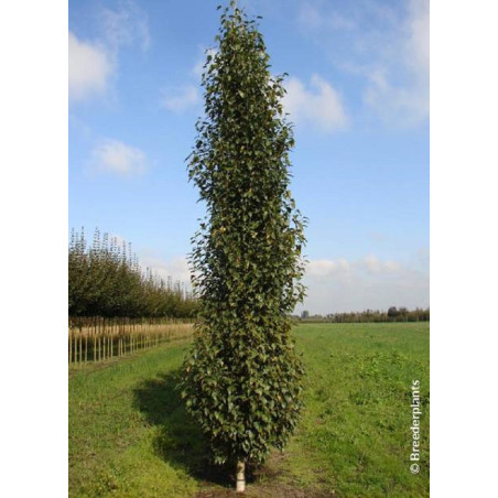 BETULA verrucosa FASTIGIATA BETULA verrucosa FASTIGIATA