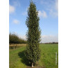 BETULA verrucosa FASTIGIATA