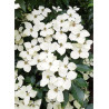 CORNUS kousa FLOWER TOWER