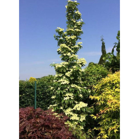 CORNUS kousa FLOWER TOWER CORNUS kousa FLOWER TOWER