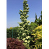 CORNUS kousa FLOWER TOWER