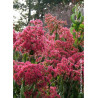 HEPTACODIUM miconioides TEMPLE OF BLOOM 