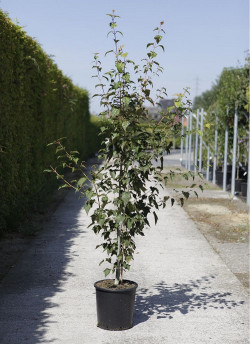 ACER davidi En pot de 15-20 litres buisson hauteur 125-150 cm