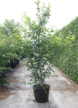 ACER davidi En pot de 70-90 litres buisson hauteur 200-250 cm
