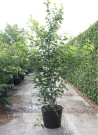 erable-de-david-acer-davidii-6.jpg