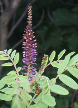 AMORPHA fruticosa