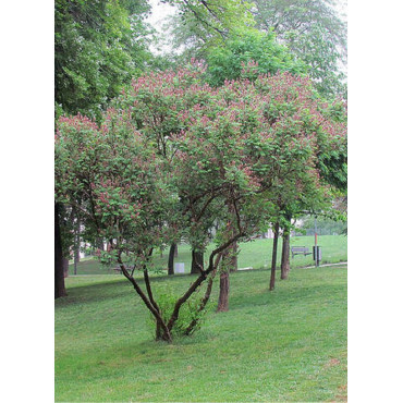 AMORPHA fruticosa