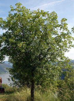 erable-de-montpellier-acer-monspessulanum-2.jpg