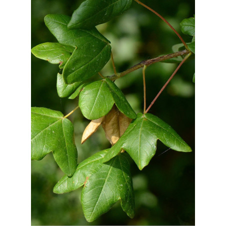 ACER monspessulanum ACER monspessulanum