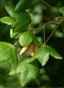 erable-de-montpellier-acer-monspessulanum.jpg